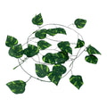 ENREDADERA DECORATIVA PNA