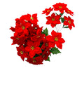 FLOR NAVIDENA X 5