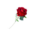 ROSA ROJA