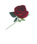 ROSA ROJA